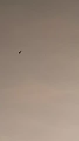 Birds Flying In Evening Sky