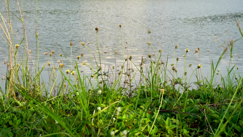 Close up of small wildflowers and green grass swaying in the breeze on the lake shore with rippling water background during late afternoon. Serene nature landscape with depth of field.