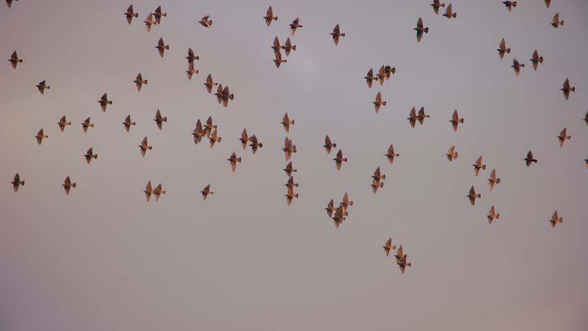 A beautiful 4K capture of a flock of pygmy cormorant birds in flight as they travel toward their evening roosting site.