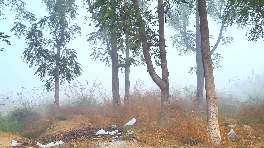 Dense Fog Among Trees in India