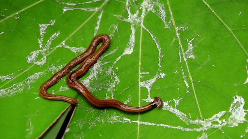 Large billed crow perched on tree branch. A closeup view of a large-billed crow (Corvus macrorhynchos) perched on a tree branch in the Himalayan forest of Himachal Pradesh during summer.