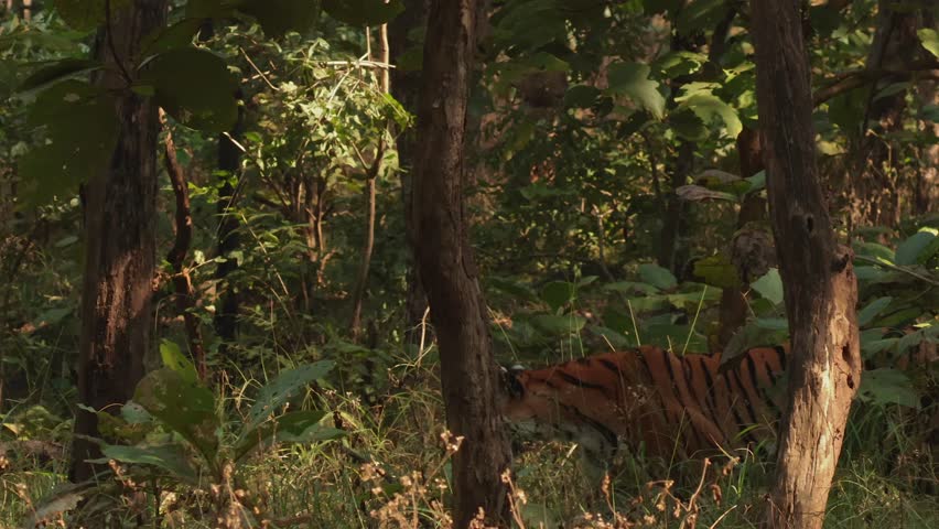 Video of Tiger in the nature habitat. Walking fearless 