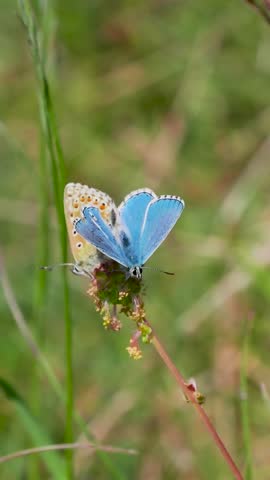 Adonis Blue (Polyommatus bellargus) Butterflies Matin