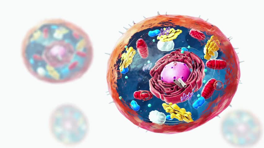 Detailed 3D illustration of a eukaryotic cell showing the nucleus, cytoplasm, plasma membrane, and major organelles. The visual clearly represents structures such as mitochondria, endoplasmic reticulum, Golgi apparatus, ribosomes, lysosomes, and vesicles, arranged within the cell membrane. Ideal for biology education, medical and scientific presentations, textbooks, e-learning platforms, and research visuals. The three-dimensional style enhances understanding of cellular structure, function, and organization in eukaryotic cells.