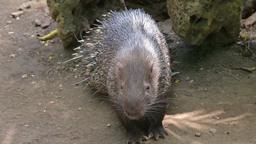portrait of Javan porcupine during the day