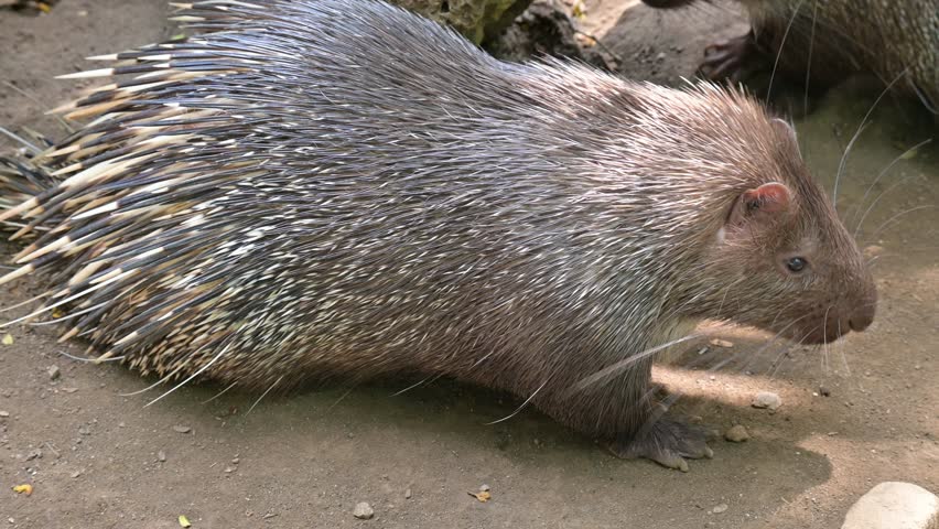 portrait of Javan porcupine during the day