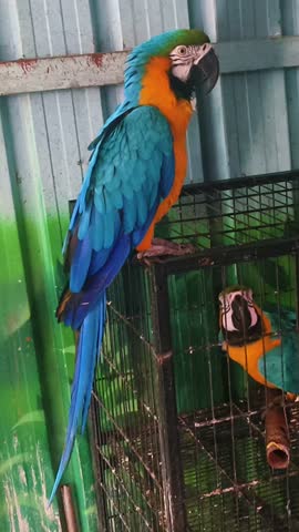 Close-up video of a colorful parrot perched on a tree branch, highlighting feathers, natural colors, and wildlife detail in daylight.
