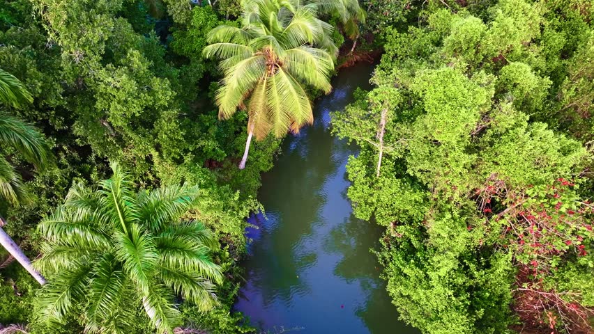 A natural landscape with a wild forest and a river. Impenetrable thickets of trees on the shore. A calm river flows through the rainforest. A stunning place brimming with wildlife.