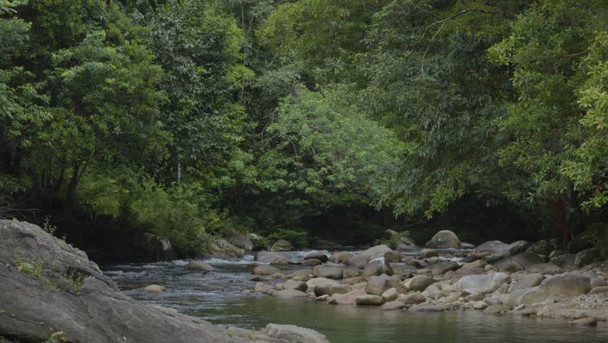 A tranquil natural river scene set within a dense, green forest.