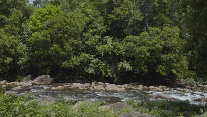 A tranquil natural river scene set within a dense, green forest.