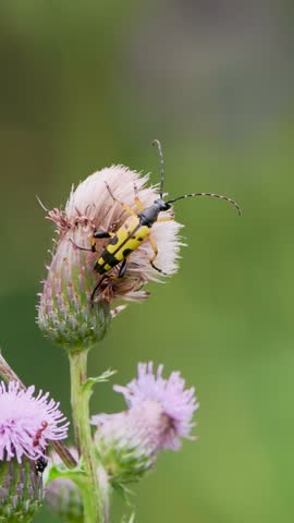 Black-and-yellow Longhorn Beetle on Creeping Thistle
