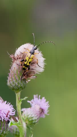 Black-and-yellow Longhorn Beetle on Creeping Thistle