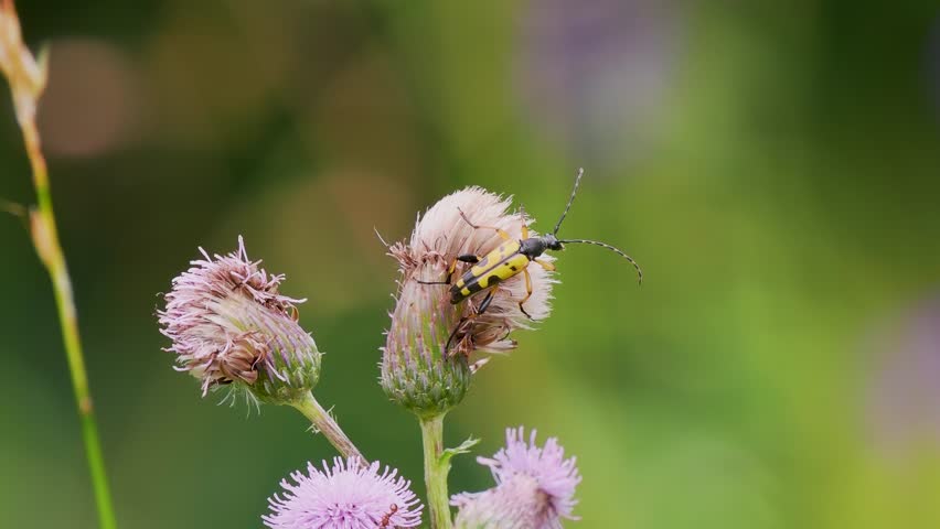 Black-and-yellow Longhorn Beetle on Creeping Thistle