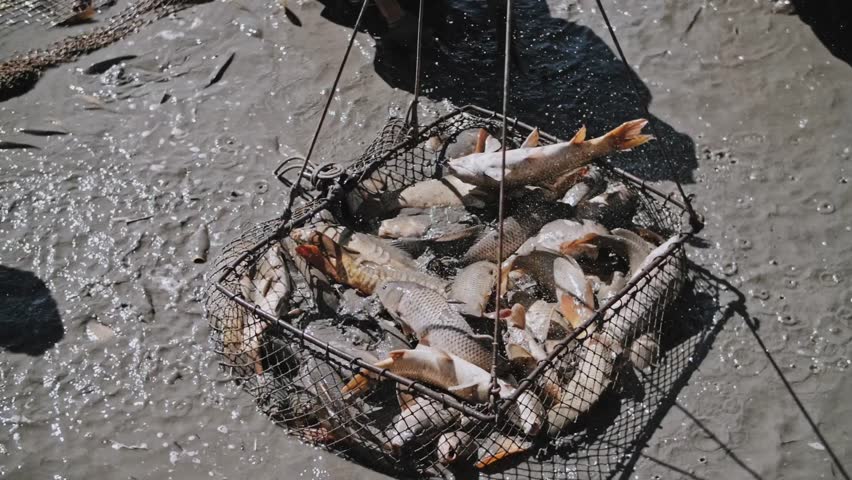 Slow-motion Fish Harvesting From Aquaculture Net Cage In Pond