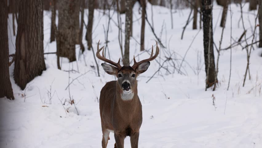 Close up of a whitetail deer (odocoileus virginianus) buck standing and looking at camera as he’s chewing food and cud on the snow covered forest during winter in Wisconsin