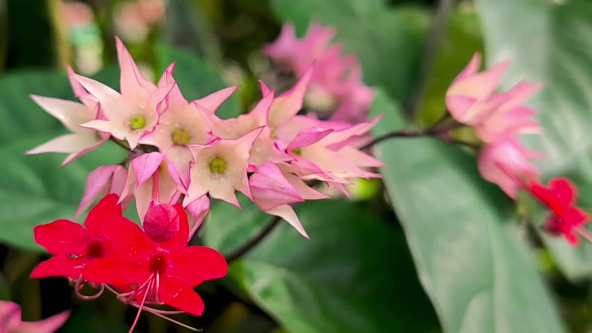 Beautiful red and white bleeding heart vine flowers in garden.