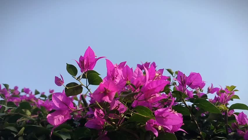 Bougainvillea flowers video - beautiful decoration flowers