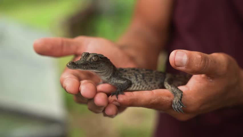 Close-up video of human hands gently holding a small baby crocodile, highlighting wildlife conservation, human–animal interaction, and the delicate balance between nature and care in an outdoor setting.