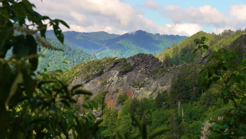 Green forest in North Carolina Appalachian mountains, USA. American nature in summer season.