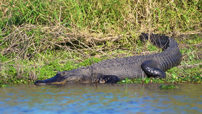 Large alligator basking in the sun near freshwater pond in Florida marshland, natural wildlife habitat.
