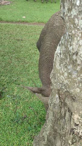 A buffalo grazes peacefully in a lush green field. Sunlight highlights the grass and the animal, creating a calm, pastoral scene perfect for nature, farm, or wildlife projects.