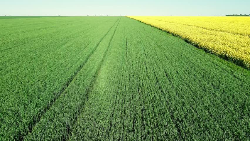 Top view of field with rapeseed and field with grass against blue sky