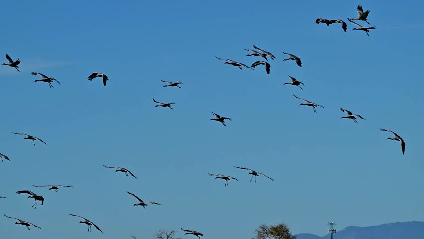 Sandhill Cranes in flight near Wilcox Arizona
