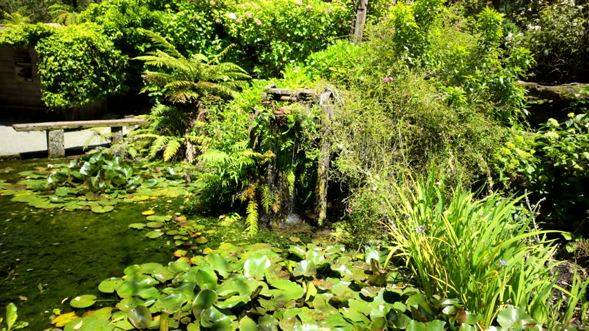 Garden pond with small waterfall and green plants