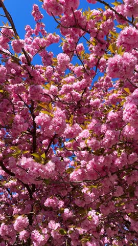 Pink Sakura Cherry Blossoms in Full Bloom on Blue Sky background 