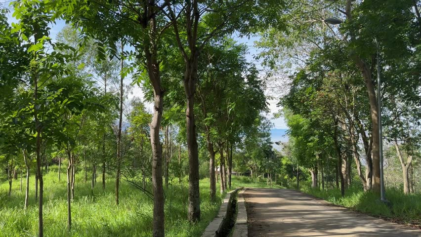 Walking Through a Lush Forest Trail. Serene Nature Path Surrounded by Green Trees