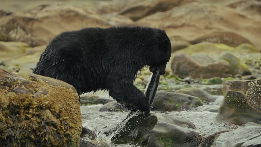 Black bear catches fish in Port Hardy stream, peaceful nature moment