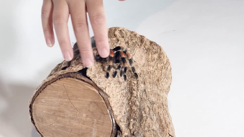 Human hand carefully strokes Mexican redknee tarantula on log in bright studio lighting