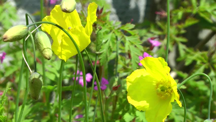 Wild Yellow Poppies - Welsh Poppies