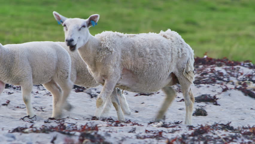 A flock of sheep wanders a sandy Arctic beach in Vardø, Finnmark, Norway, under midnight sun; coastal meadow, seaweed, and green grass line Nordic coast, serene pastoral seaside scene with Arctic glow