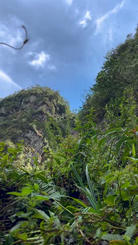 Stunning view of mountain landscape greenery and towering trees forest on a sunny day