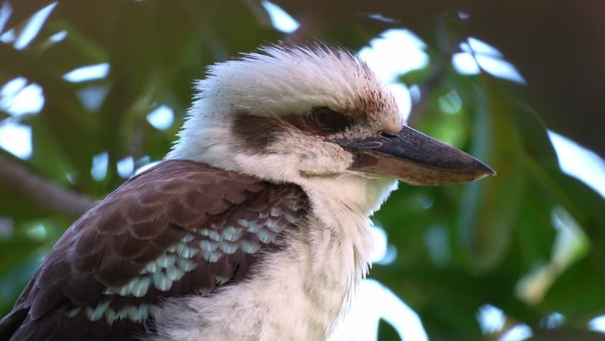 A wild laughing kookaburra (Dacelo novaeguineae) perched on tree branch, on a high vantage point, waiting patiently for prey, close up shot.