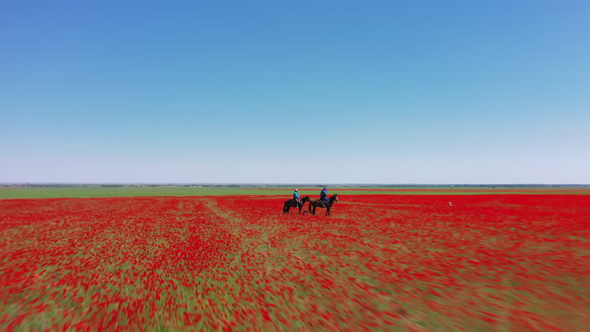 Aerial view of two people horseback riding in a poppy field