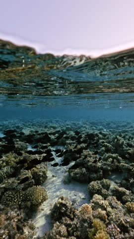 Vertical split half underwater view of wave surface and coral reef with school of tropical reef fish in calm tropical sea at sunset