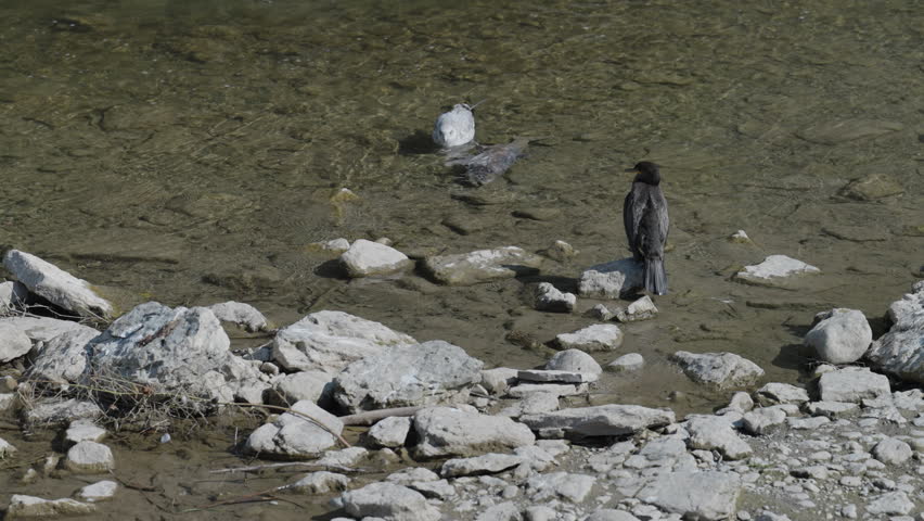 Seagull and cormorant on rocky river during Ontario Salmon Run, serene scene