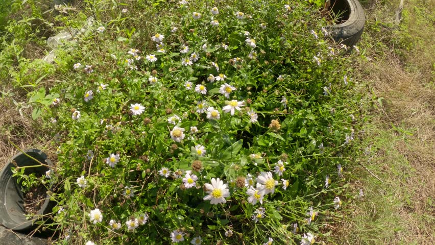 Close-up view of wild white flowers Spanish Needles growing among green grass in sunlight. The sharp 4K resolution highlights the delicate petals and foliage, creating a peaceful summer atmosphere.