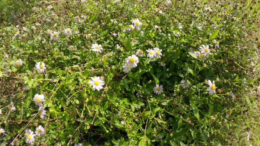 Close-up view of wild white flowers Spanish Needles growing among green grass in sunlight. The sharp 4K resolution highlights the delicate petals and foliage, creating a peaceful summer atmosphere.