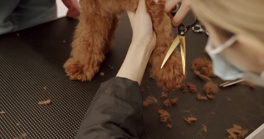 Groomer combs hair of small cute puppy poodle. Professional Pet groomer making cute Poodle dog haircut with scissors. Woman doing hairstyle pet hairdresser. grooming salon.
