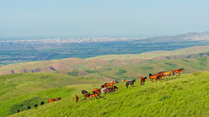 Free-range horses grazes peacefully on a green hillside with distant city on the horizon. Drone view with boom down camera movement