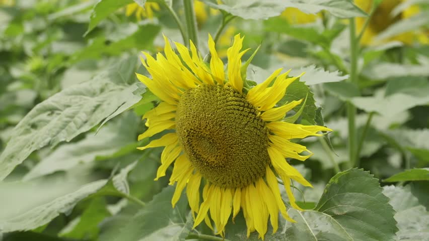 The camera moves over a large field filled with sunflowers. Bright yellow flowers stand tall among green leaves, creating a vibrant landscape. Balkan Mountains in the background. Bulgaria.