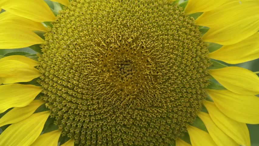 A sunflower stands tall in a field, showing its bright face. This close-up showcases the texture of its petals and the sunflower disk. The sun shines bright, enhancing the yellow colors all around.