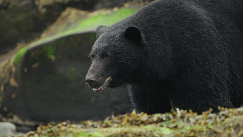 Black bear in Port Hardy, calm scene in natural setting
