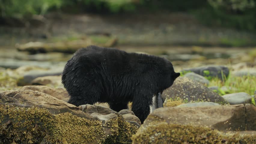 Black bear fishing at Port Hardy amid mossy rocks and scattered stones
