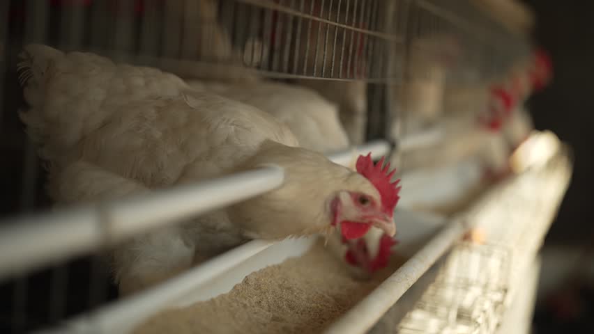 Hungry chickens in a confined coop on a farm feeding on grain