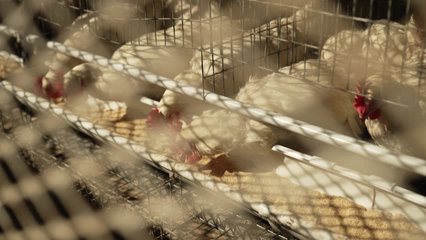 A group of chickens in a confined caged coop feeding on grain
