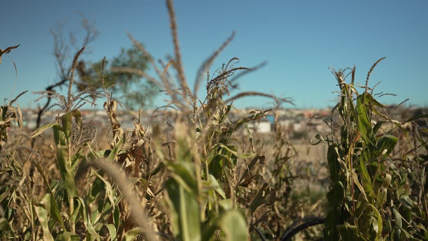 A corn field dried out and withered due to heat and drought